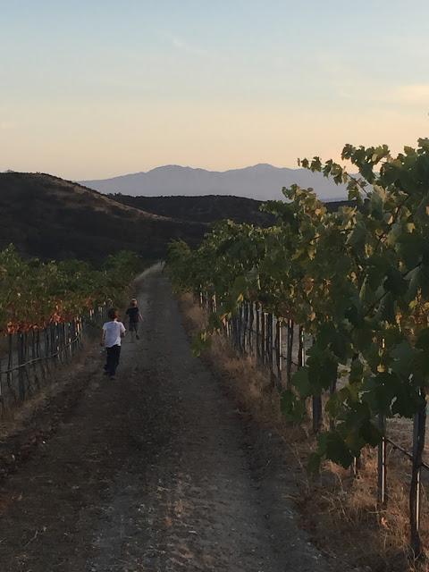 Exploring the vineyards adjacent to our lodging at the Inn at Pinnacles